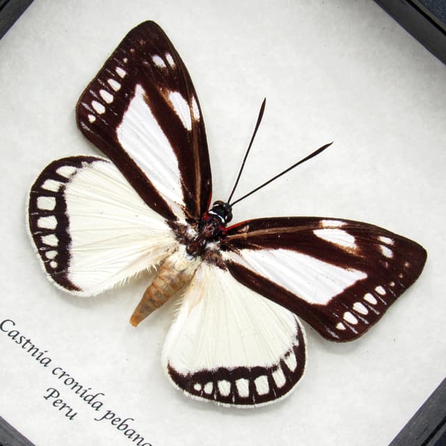 Rare Castnia moth framed taxidermy - Castnia cronida pebana - large female
