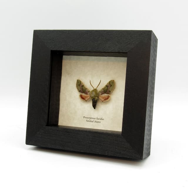 Real Pacific Green Sphinx moth framed taxidermy - Proserpinus lucidus