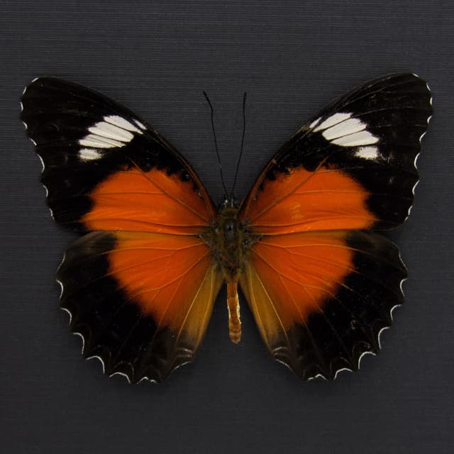 Real Eastern Red Lacewing butterfly framed taxidermy - Cethosia cydippe
