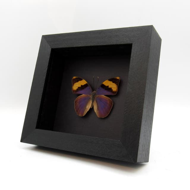Real blue Forester butterfly framed taxidermy - Euphaedra neophron
