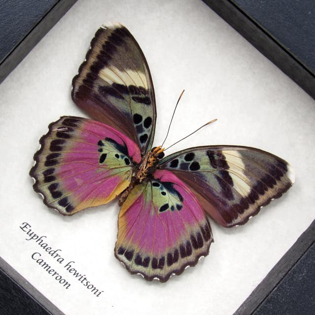 Real fuchsia Forester butterfly framed taxidermy - Euphaedra hewitsoni - large female