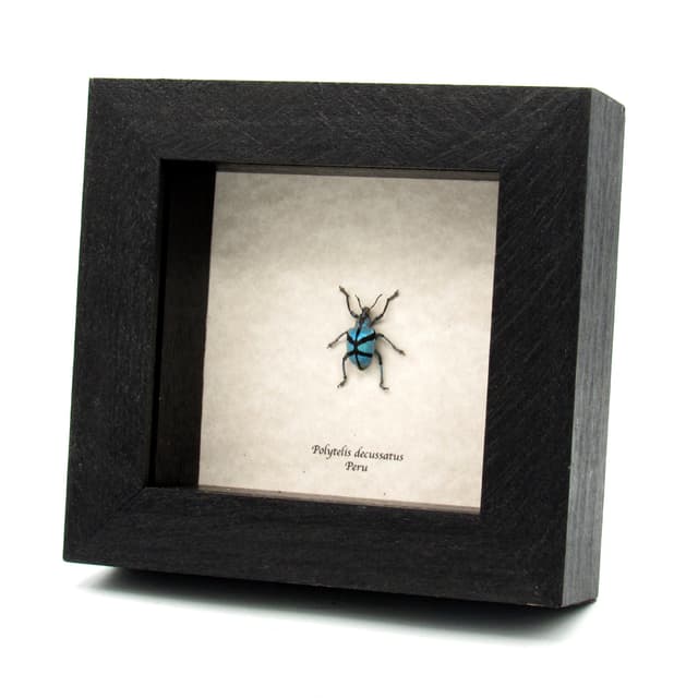 Rare blue metallic weevil framed taxidermy - Polytelis decussatus