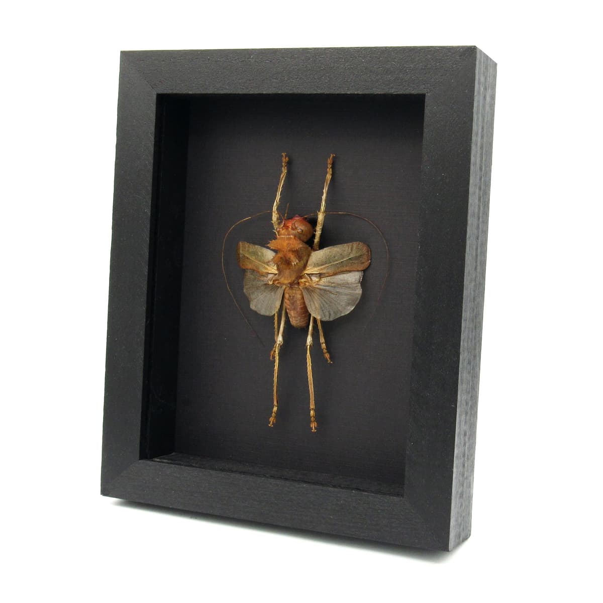 Giant Dragon Headed Katydid framed taxidermy - Lesina ensifera