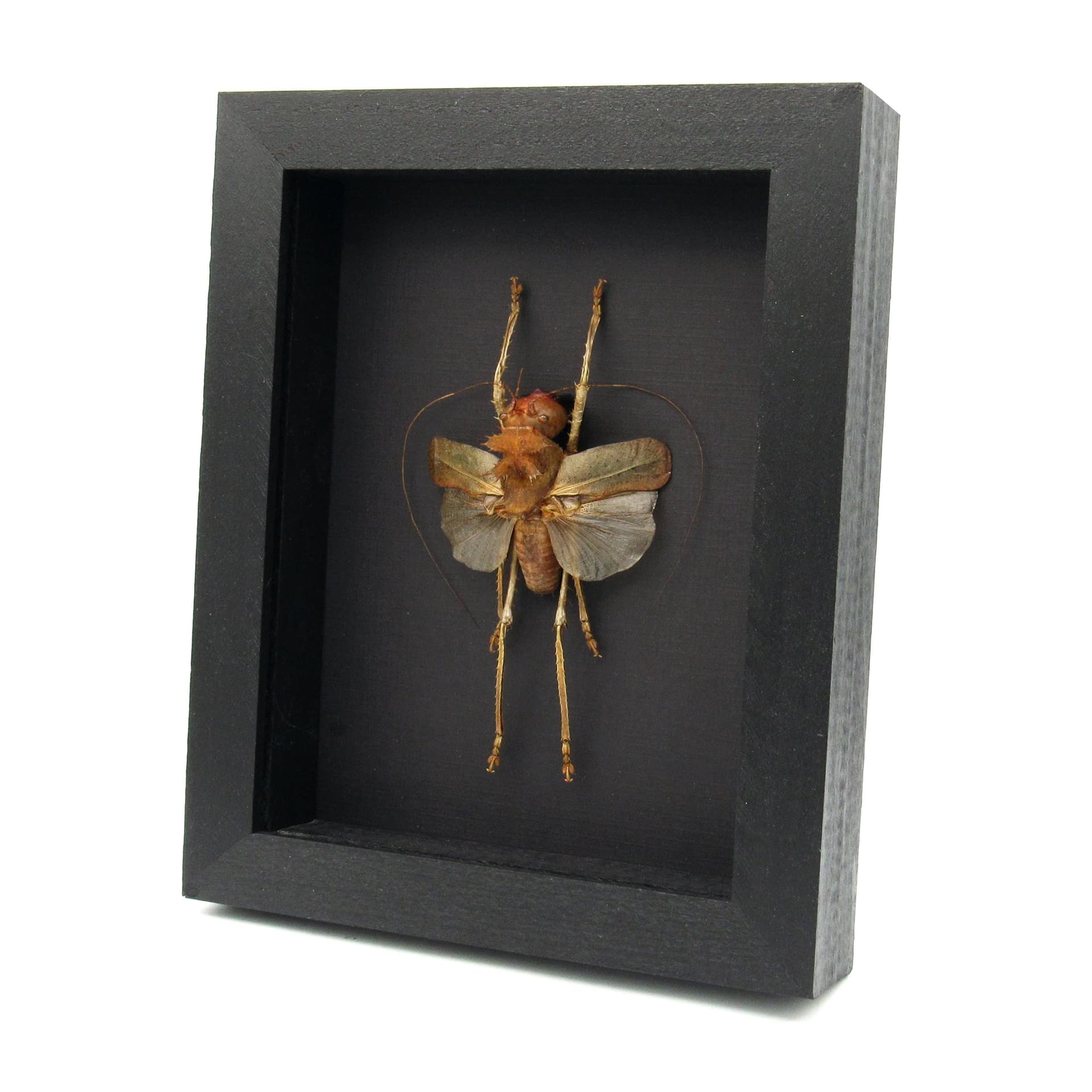 Giant Dragon Headed Katydid framed taxidermy - Lesina ensifera