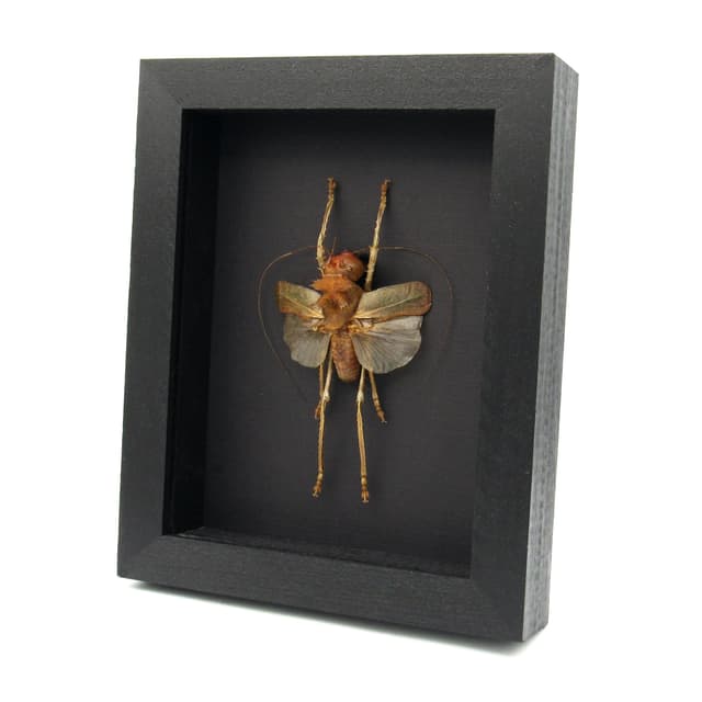 Giant Dragon Headed Katydid framed taxidermy - Lesina ensifera