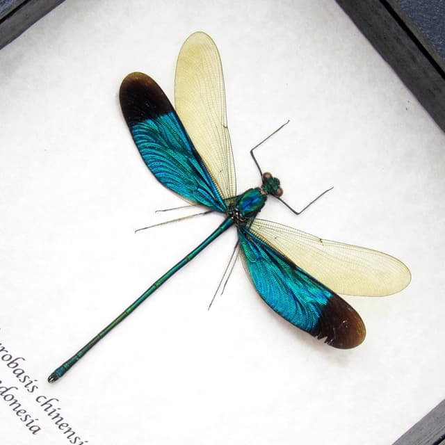 Real blue dragonfly framed taxidermy - Neurobasis chinensis