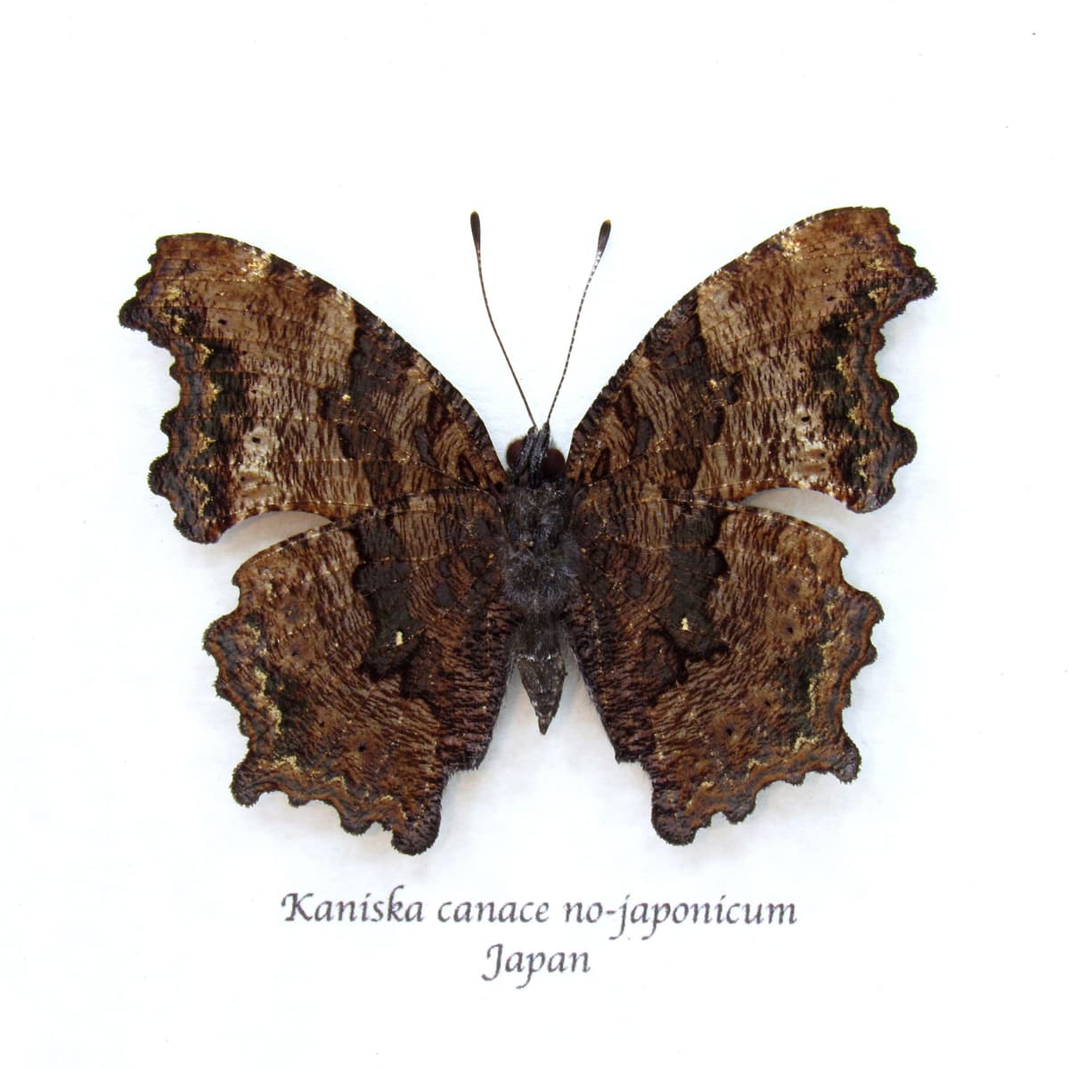 Real Admiral butterfly framed taxidermy - Kaniska canace no-japonicum