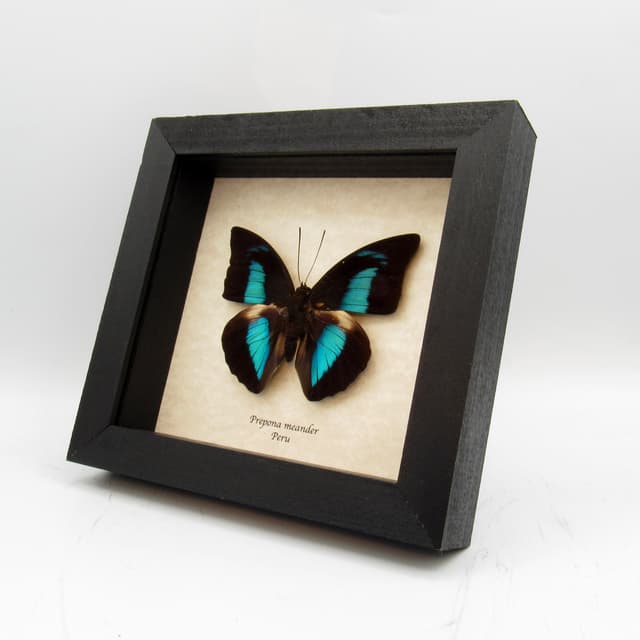 Real blue butterfly framed taxidermy - Prepona meander