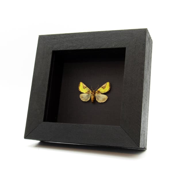 Real tiny gold metallic moth framed taxidermy - Chalcopasta howardi