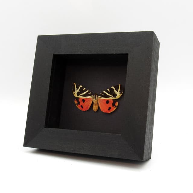 Real red Jersey Tiger moth framed taxidermy - Callimorpha quadripunctaria