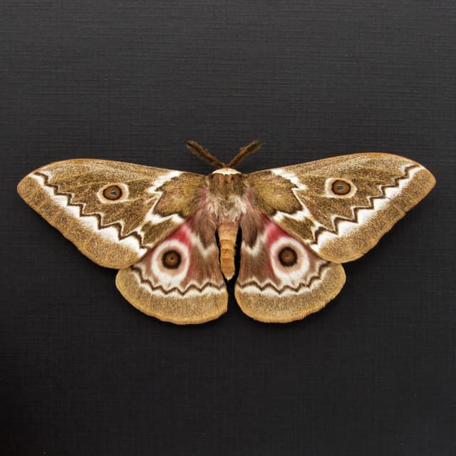 Real Zigzag Emperor moth framed taxidermy - Gonimbrasia tyrrhea - Victorian mount