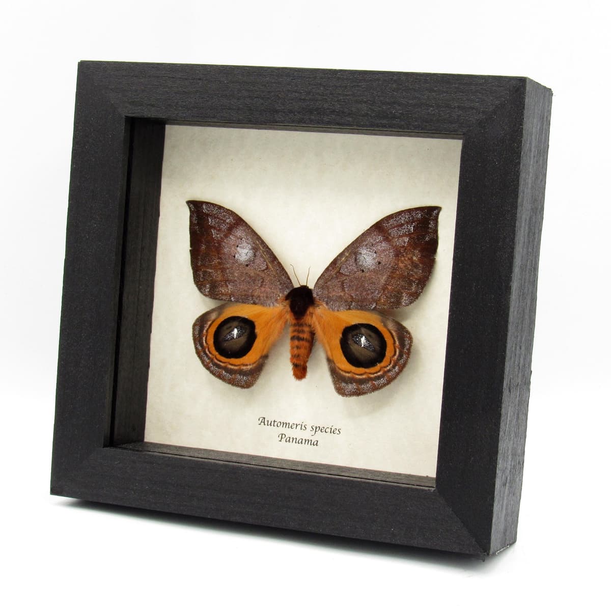 Real Saturn moth framed taxidermy - Automeris species - female