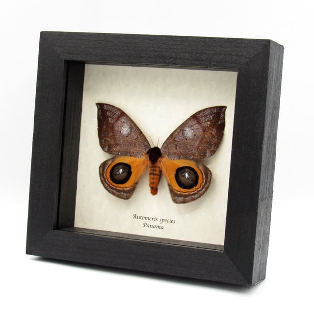 Real Saturn moth framed taxidermy - Automeris species - female