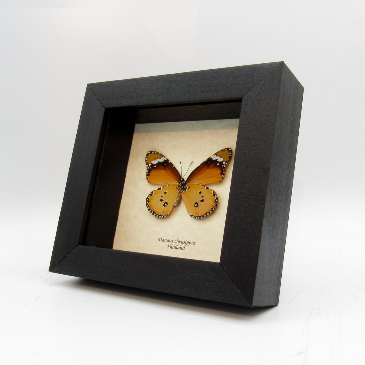 Real African Queen butterfly framed taxidermy - Danaus chrysippus