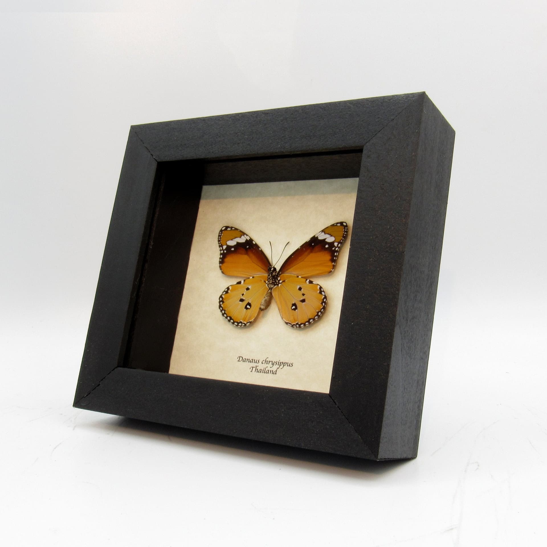 Real African Queen butterfly framed taxidermy - Danaus chrysippus