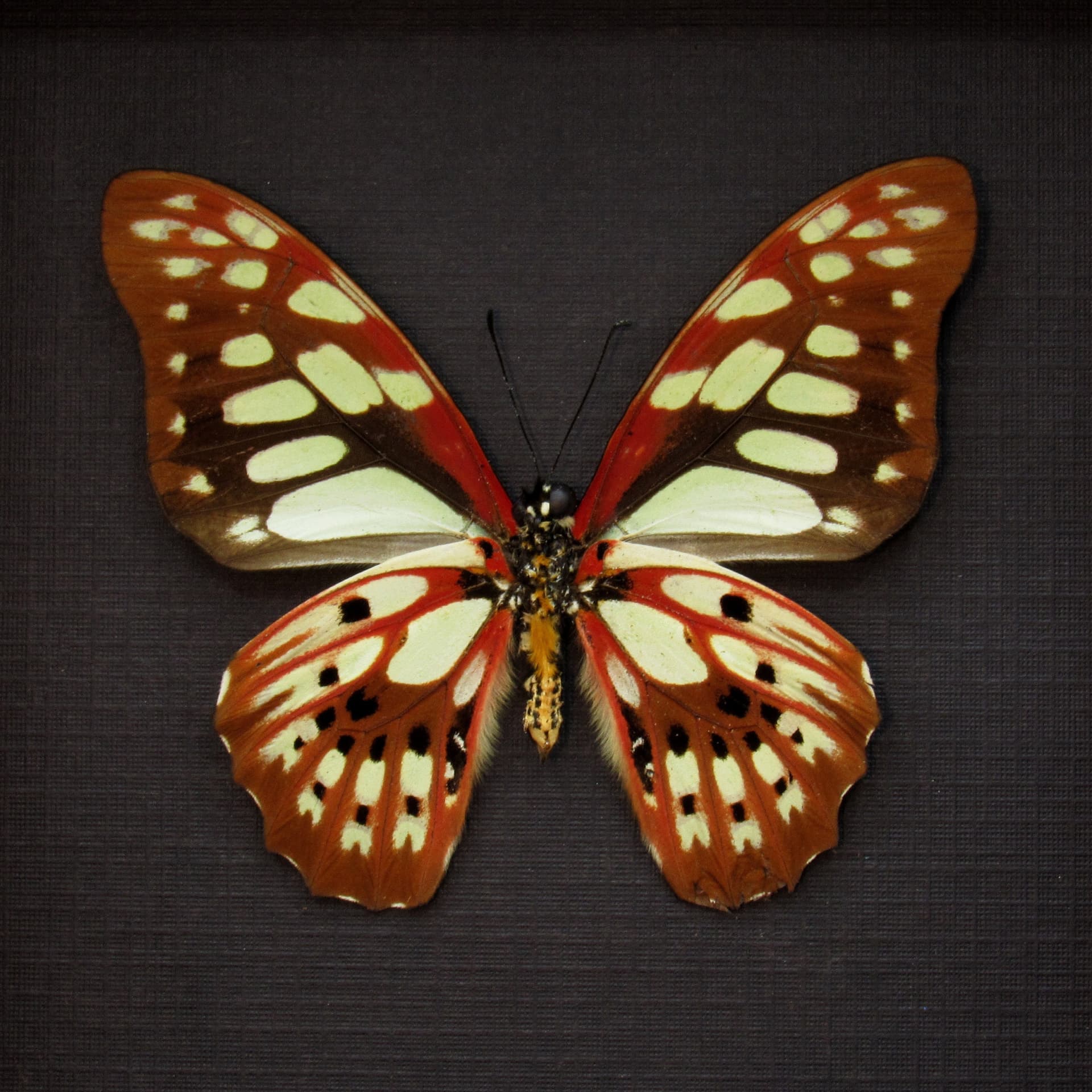Real red butterfly framed taxidermy - Graphium cyrnus