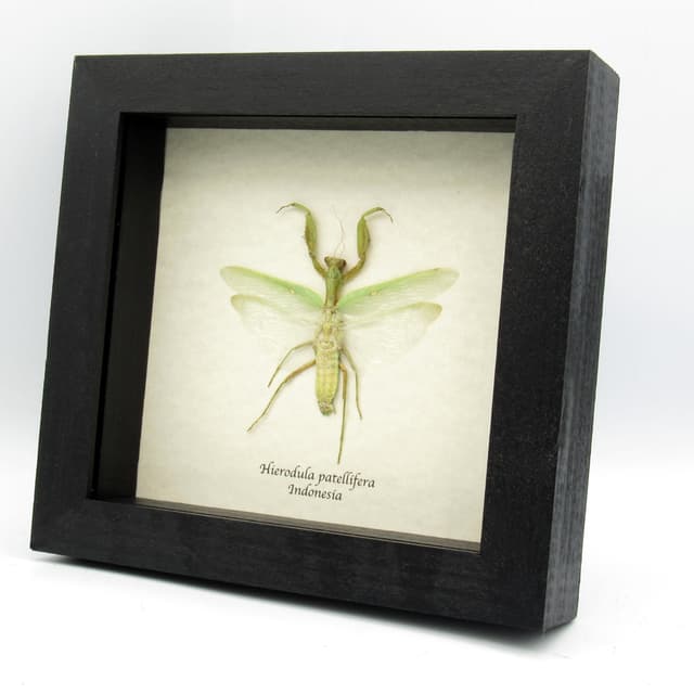 Real large Praying Mantis framed taxidermy - Hierodula patellifera