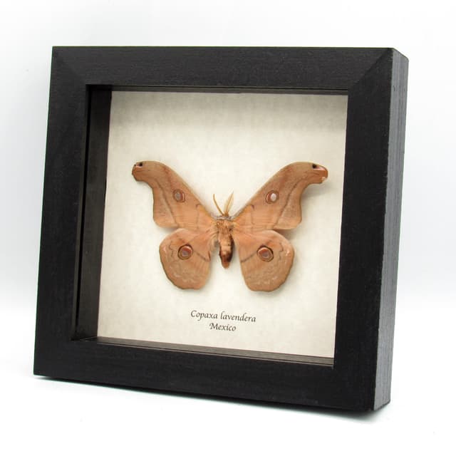 Rare Mexican Silk moth framed taxidermy - Copaxa lavendera