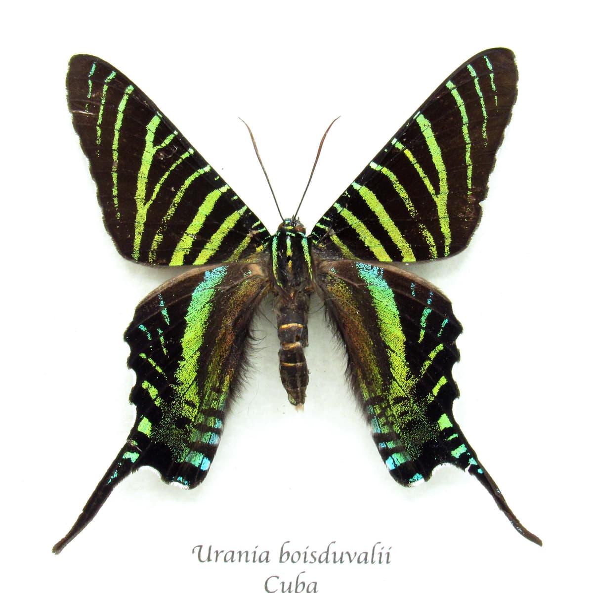 Very rare metallic green moth framed taxidermy - Urania boisduvalii