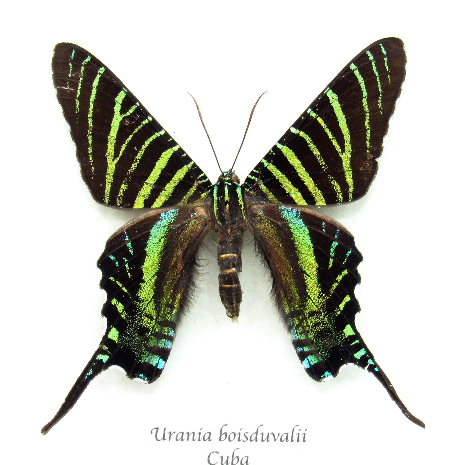 Very rare metallic green moth framed taxidermy - Urania boisduvalii