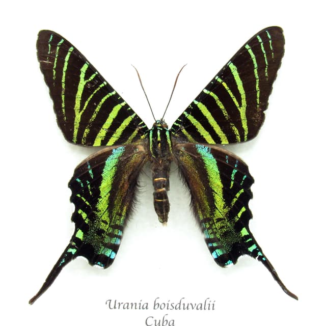 Very rare metallic green moth framed taxidermy - Urania boisduvalii