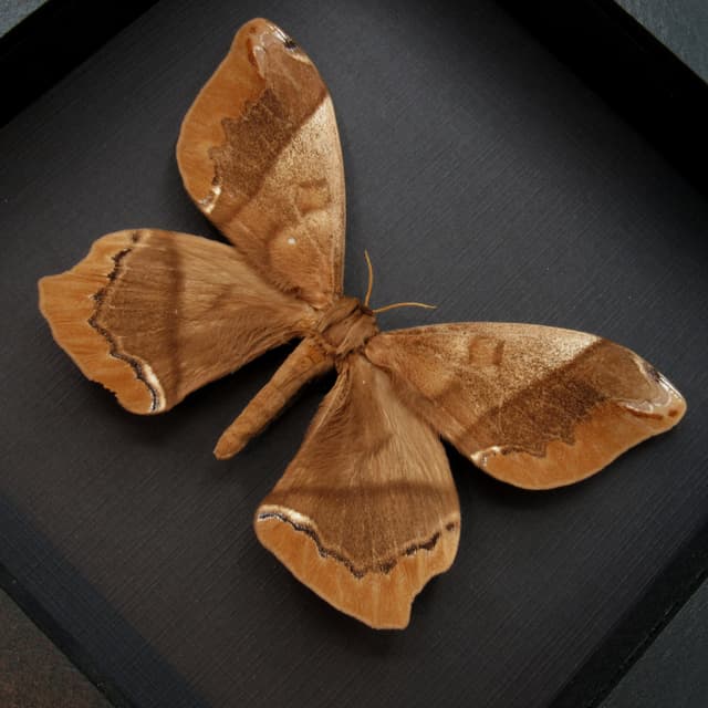 Real XL Saturn moth framed taxidermy - Arsenura armida - large female