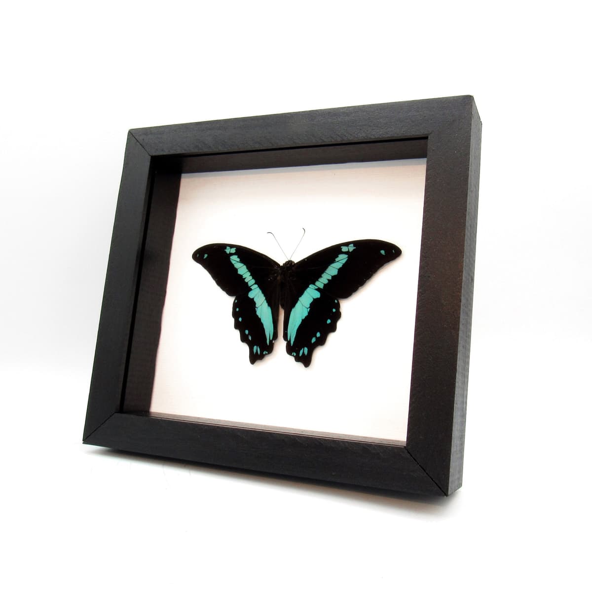 Real metallic butterfly framed taxidermy - Papilio bromius - Victorian mount