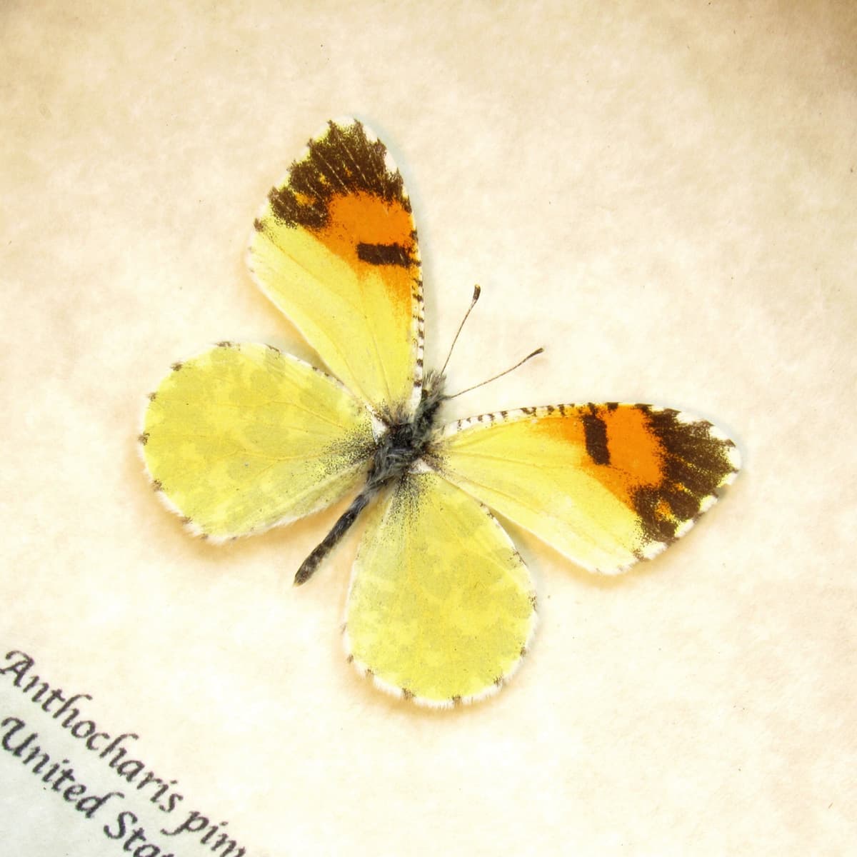 Real tiny Orange-tip butterfly framed taxidermy - Anthocharis pima