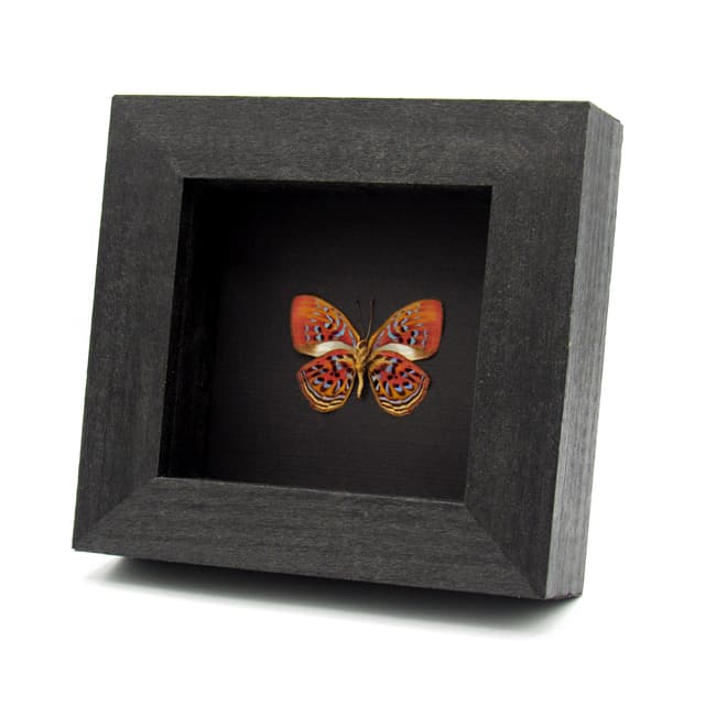 Rare Red Harlequin butterfly framed taxidermy - Paralaxita telesia