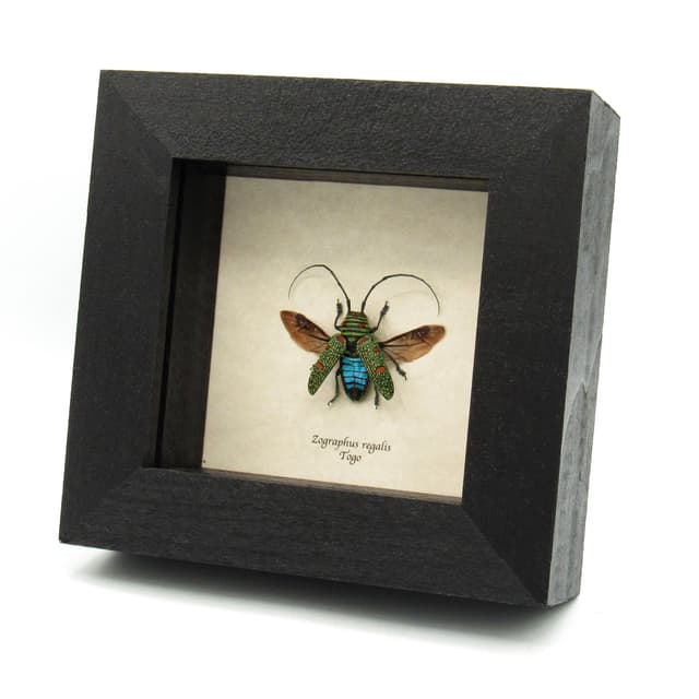 Real longhorn beetle framed taxidermy - Zographus regalis - female
