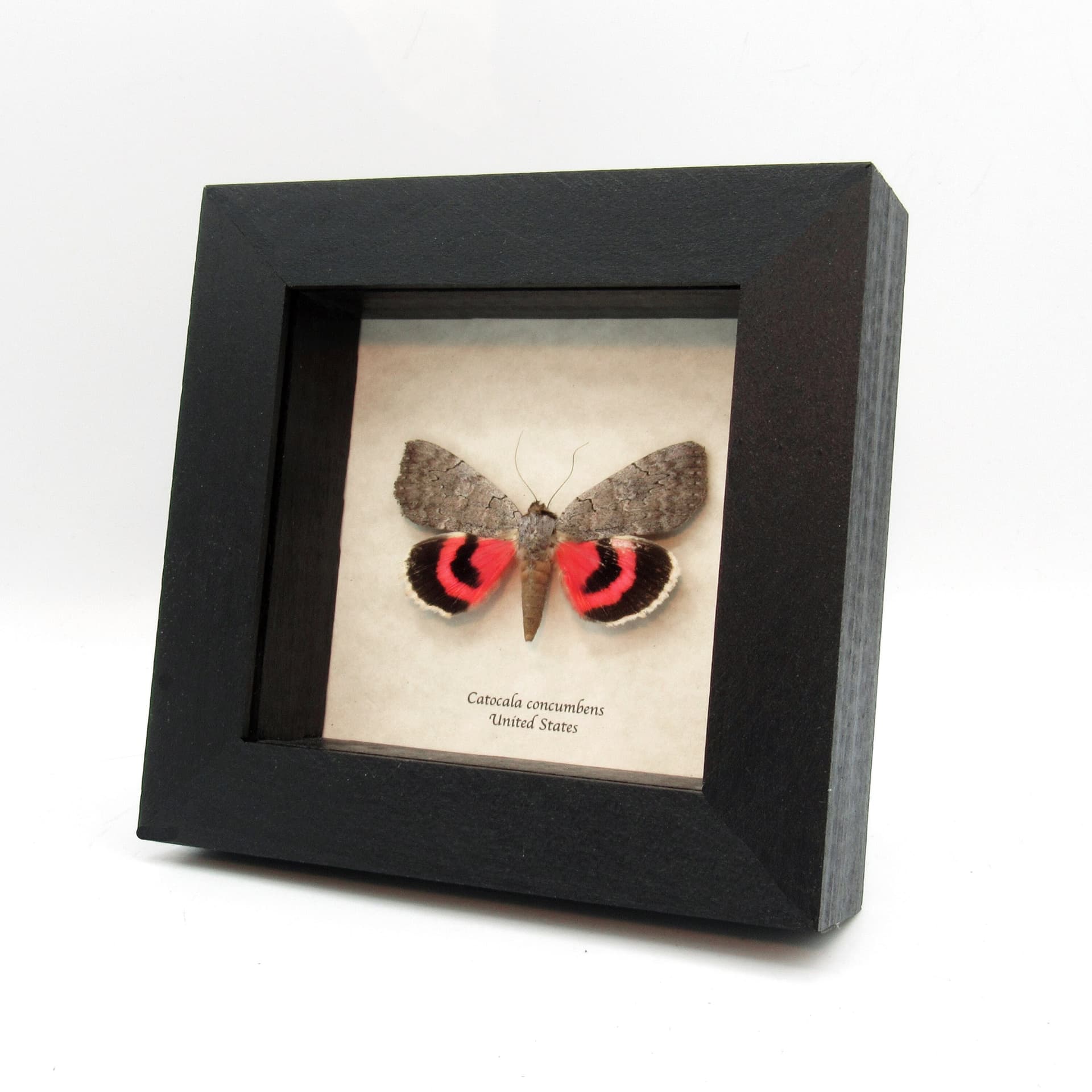 Real Pink Sleepy Underwing moth framed taxidermy - Catocala concumbens