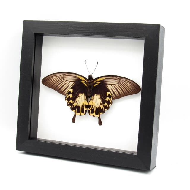 Rare Giant Swallowtail butterfly framed taxidermy - Papilio deiphobus - female - Victorian mount