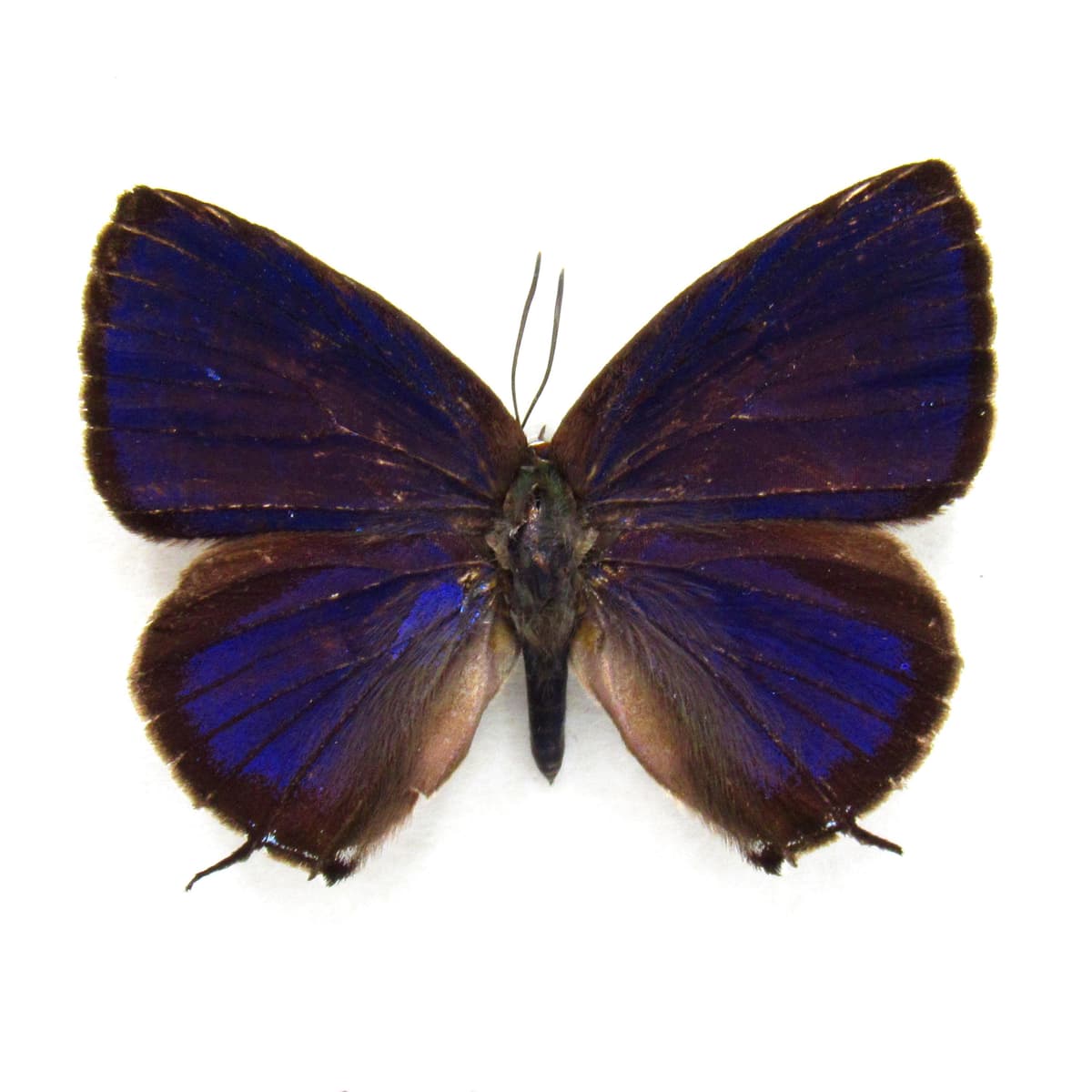 Real purple metallic butterfly framed taxidermy - Arhopala quercoides