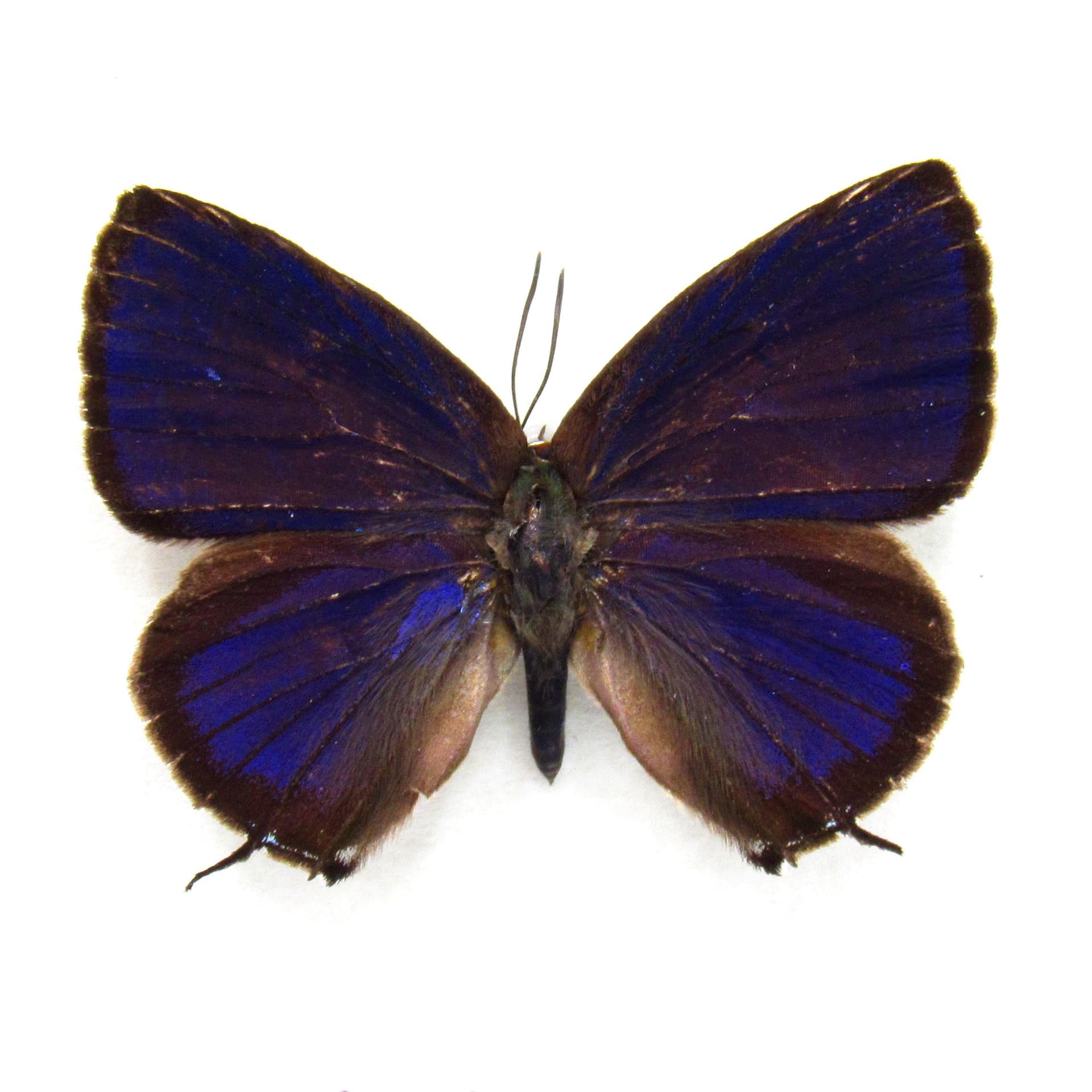 Real purple metallic butterfly framed taxidermy - Arhopala quercoides