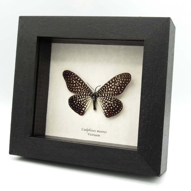 Rare Day Flying moth framed taxidermy - Cadphises moorei