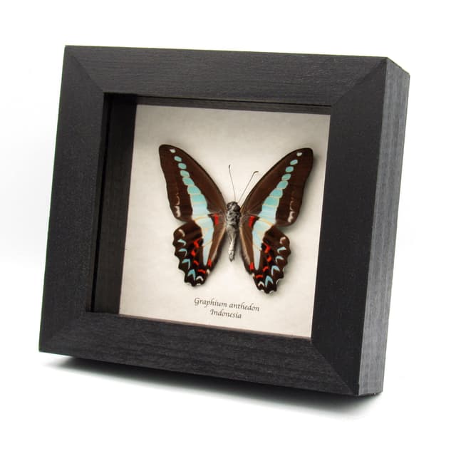 Real Blue Triangle butterfly framed taxidermy - Graphium anthedon