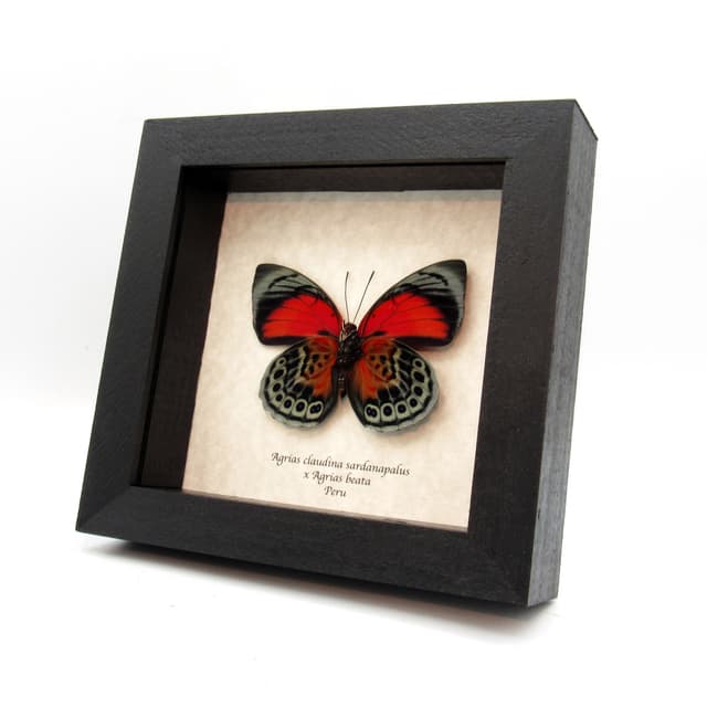 Stunning real hybrid Agrias butterfly framed taxidermy - Agrias claudina sardanapalus x Agrias beata