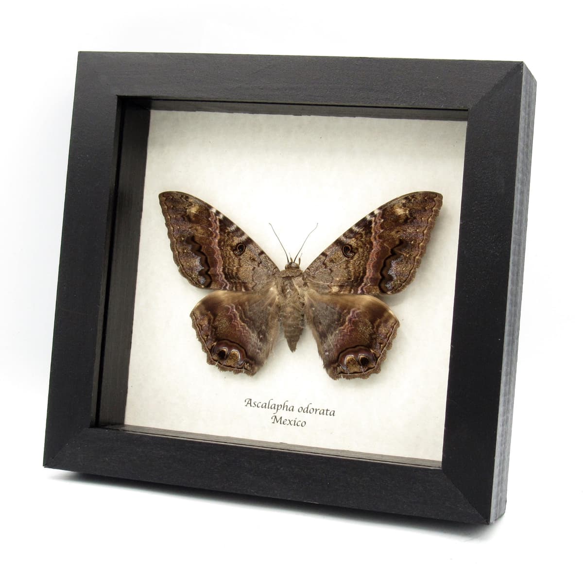Real Black Witch moth framed taxidermy - Ascalapha odorata