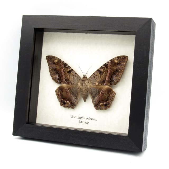 Real Black Witch moth framed taxidermy - Ascalapha odorata