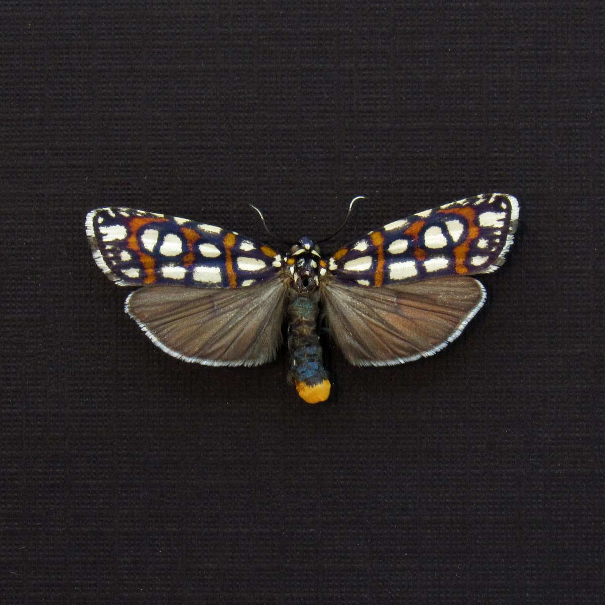 Real tiny Regal Cydosia moth framed taxidermy - Cydosia nobilitella