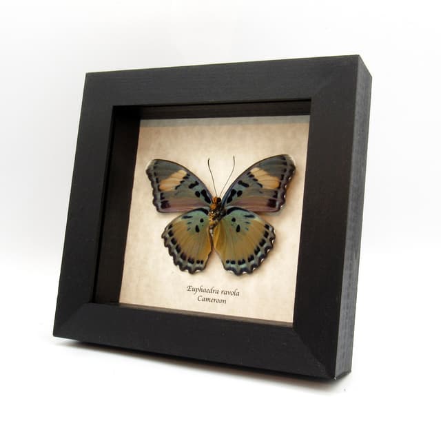 Real Ravola Ceres Forester butterfly framed taxidermy - Euphaedra ravola - large female