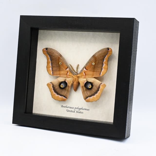 Real Polyphemus moth framed taxidermy - Antherea polyphemus