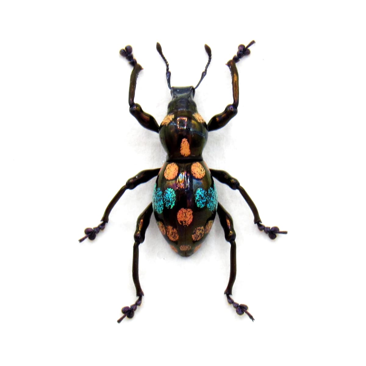 Rare metallic weevil beetle framed specimen - Pachyrhynchus species