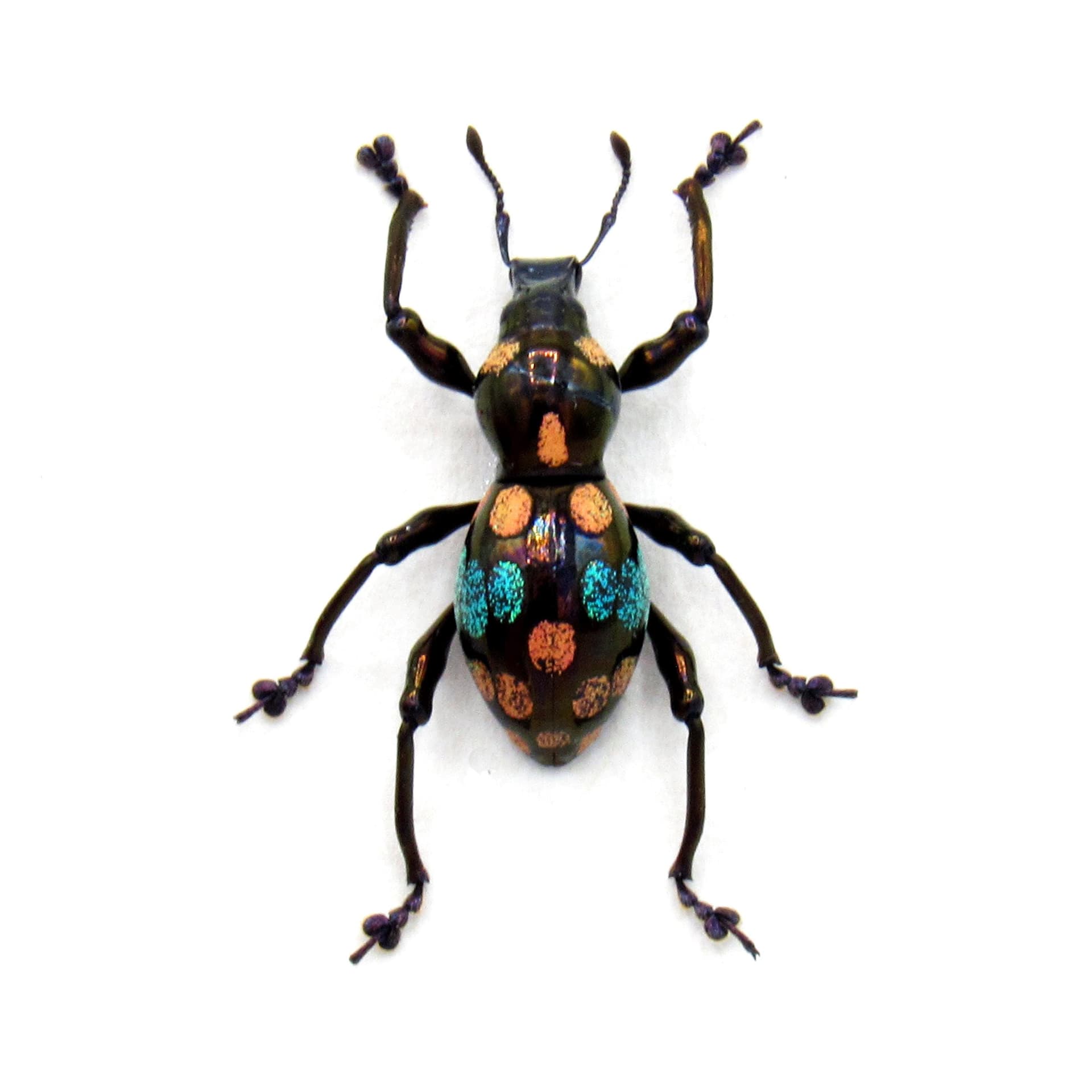 Rare metallic weevil beetle framed specimen - Pachyrhynchus species