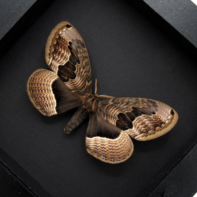 Real large Brahmin moth framed taxidermy - Brahmaea tancrei