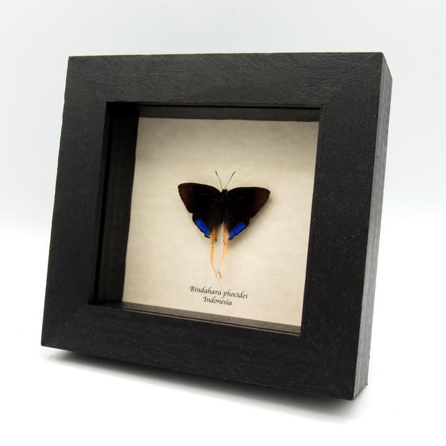 Rare long tailed blue butterfly framed specimen - Bindahara phocides