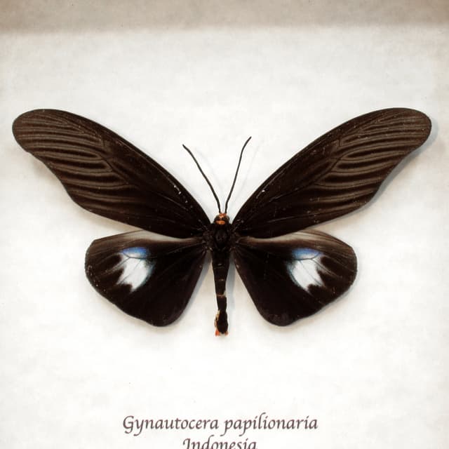 Real black Zygaenid moth framed taxidermy - Gynautocera papillonaria