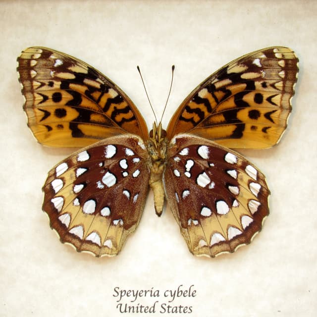 Real Great Spangled Fritillary butterfly framed taxidermy - Speyeria cybele - female