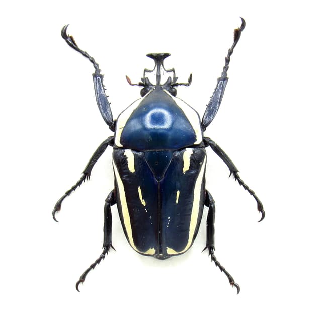 Real Scarab beetle framed taxidermy - Dicronorhina derbyana - large blue form
