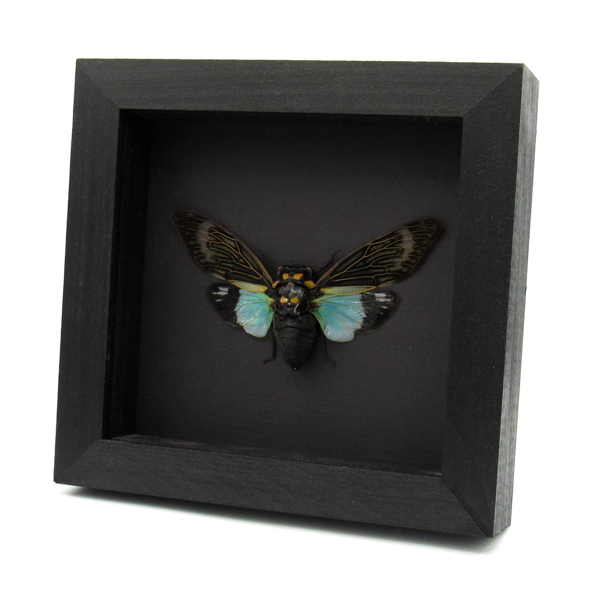 Real blue Giant Cicada framed taxidermy - Tosena splendida